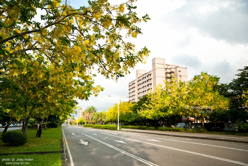 黃金雨 阿勃勒 興大路 中興大學 2016