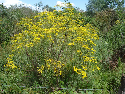 Maria-mole (Senecio brasiliensis)  Solo adensado (40 a 120 cm). Regride com a aplicação de K e em áreas subsoladas.