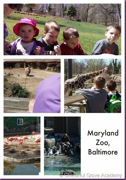 zoo