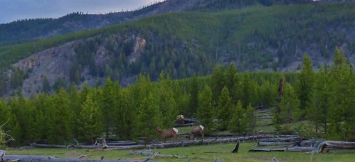 Elk, between West Exit and Madison Junction, Yellowstone May 7, 2016