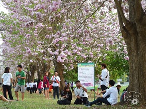 [tabebuia-kamphangsaen-2.jpg]