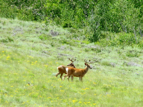 Two handsome bucks in velvet