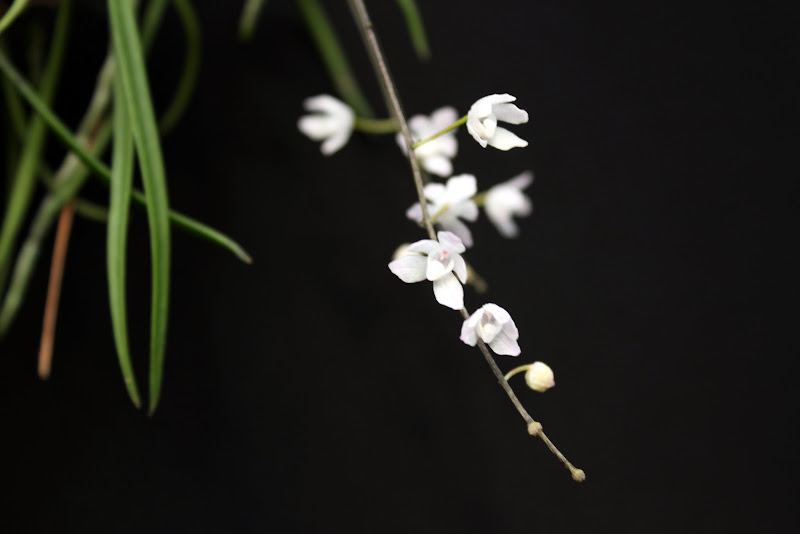  Sarcochilus ceciliae IMG_3535