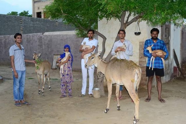 प्रकृति और वन्य जीवों की सेवा को समर्पित परिवार, घायल पशु-पक्षियों की देखभाल और करते है उपचार।