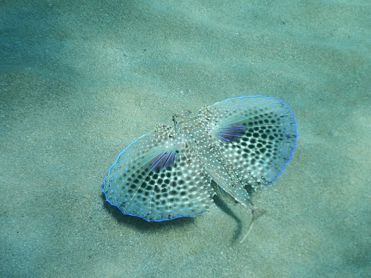 Flying Gurnard