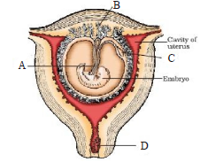 Phases of embryonic development