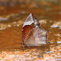 Common Palmfly