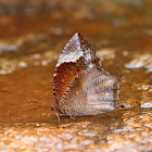 Common Palmfly