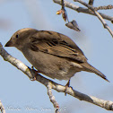 House Sparrow; Gorrión Común