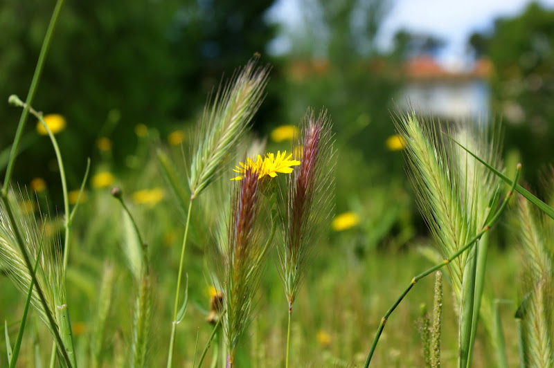 Detalhes da Primavera
