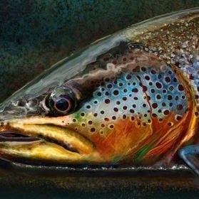 Brown Trout