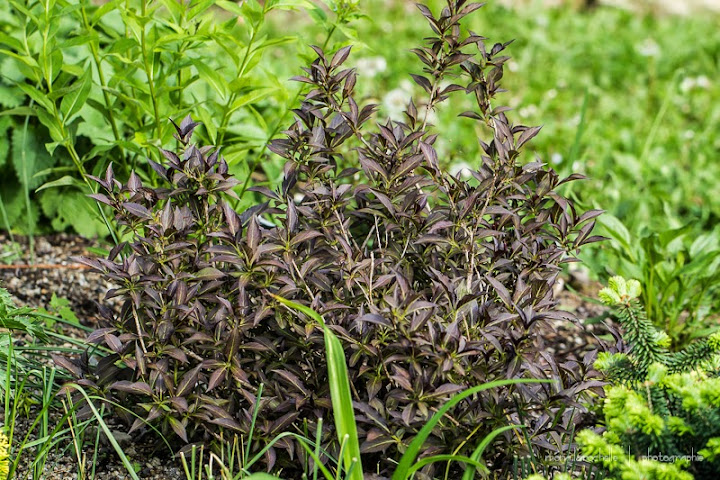 Weigela Spilled Wine Weigela-spilled-wine-130610-22rm