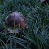 非洲大蝸牛 (giant African land snail)