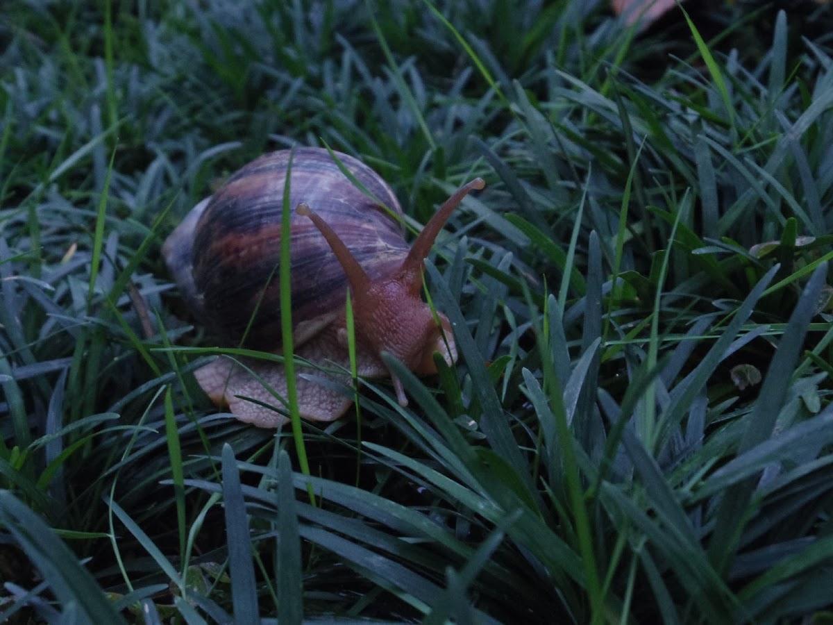 非洲大蝸牛 (giant African land snail)