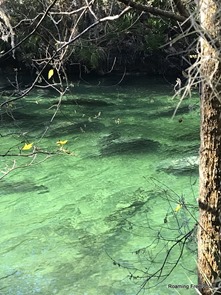 Manatees gathering in the warm water