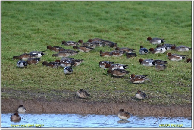 Slimbridge WWT - November