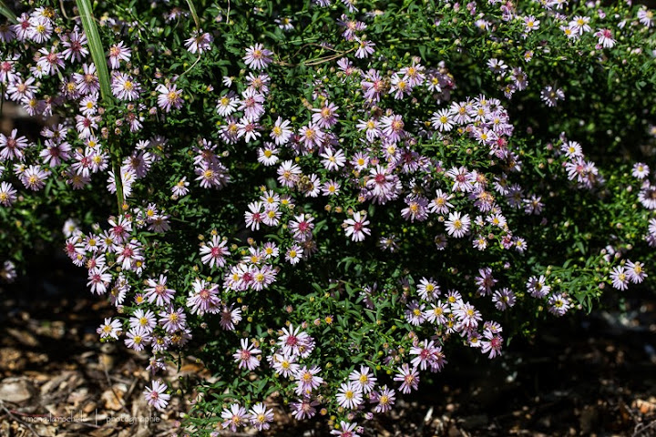 Aster ( syn Symphyotrichum ) Coombe Fishacre Aster-coombe-fishacre-130924-64rm