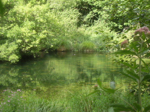 1007250102 Swanbourne Lake