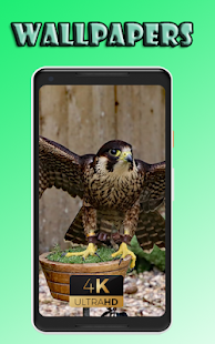 Peregrine fly beauty Wallpaper 1.0 APK + Mod (Unlimited money) إلى عن على ذكري المظهر