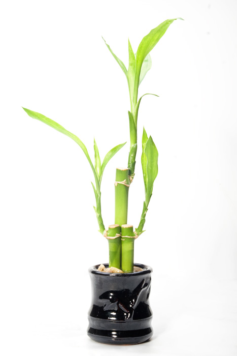 파일:external/upload.wikimedia.org/Lucky_bamboo.jpg