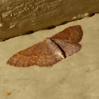 Pannaria Wave Moth