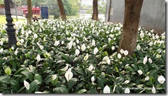 Hanoi. Flores al borde del lago Lago Hoan Kiem.