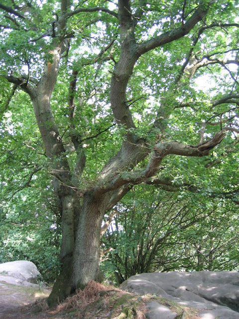  tree on stone arm rocks 