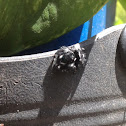 Bold Jumping Spider