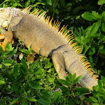 a massive iguana in Key Largo, United States 