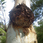 Deformity on gum tree (8921)