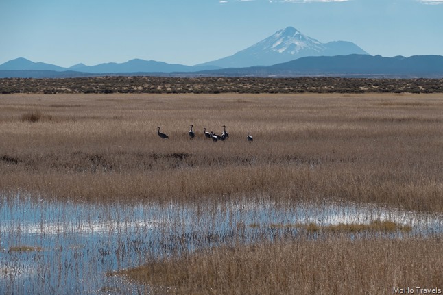 Lower Klamath and Tulelake NWR (20 of 27)