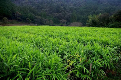 Did you know that India is the largest producer of Ginger (Zingiber officinale) in the world though not its largest exporter, and it is the underground perennial stem (rhizome) of a medicinal herb and spice?