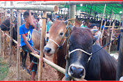 পশুর হাট বন্ধসহ ১৪ দিন কঠোর লকডাউন বাড়ানোর সুপারিশ