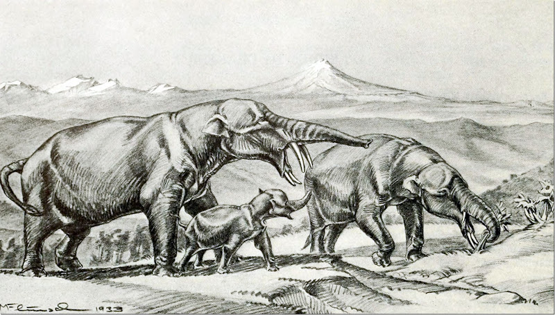 Rhynchotherium