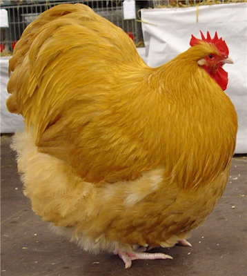Orpington chicken weight male 4.5 kg, while females around 3.6 kg