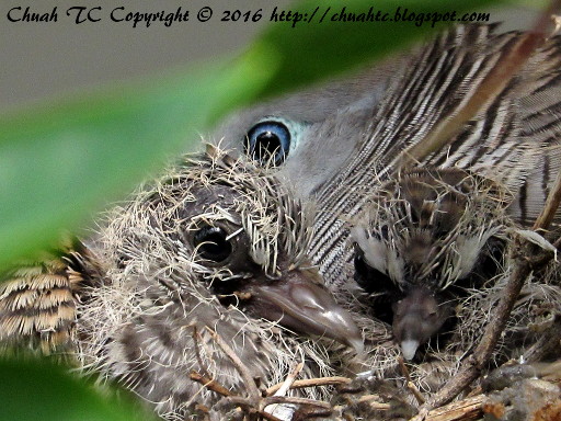 Baby Zebra Dove - 8 Days Old