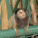 Marmoset