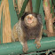 Marmoset