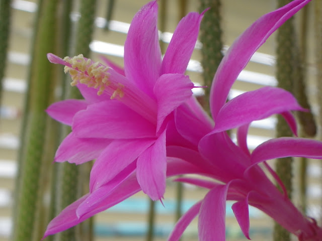 Aporocactus flageliformis IMGP5938