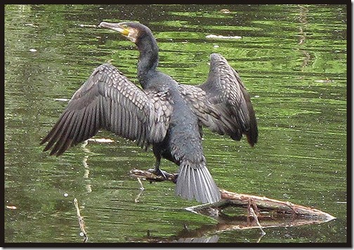 0810cormorant