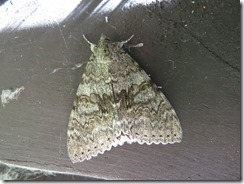 Large Red Underwing