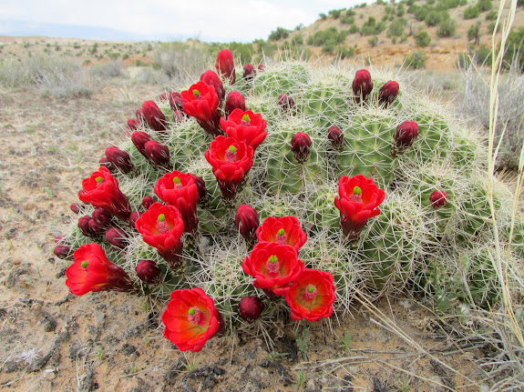 Echinocereus triglochidiatus (Claret Cup Cactus)