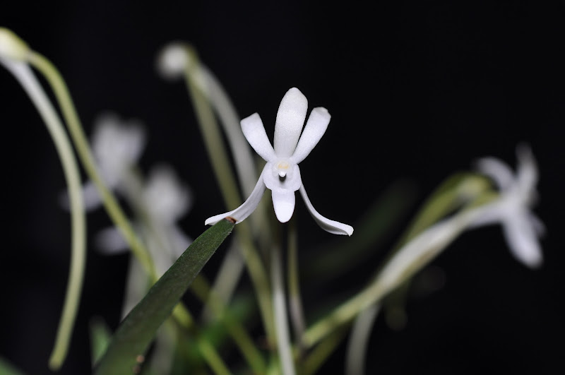 Neofinetia falcata DSC_0007