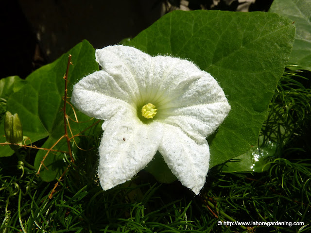 ivy gourd flower