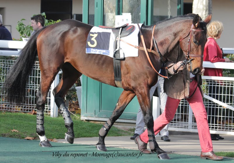 Photos Auteuil 8-11-2015 (48h de l'obstacle) IMG_7085