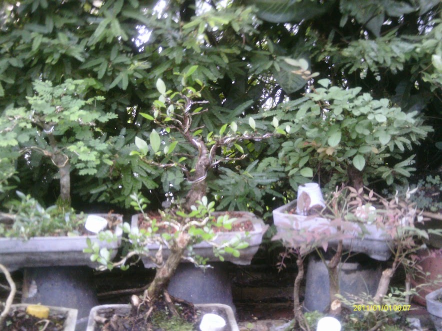 Ficus Retusa 23 cmts. ... IMAG0233