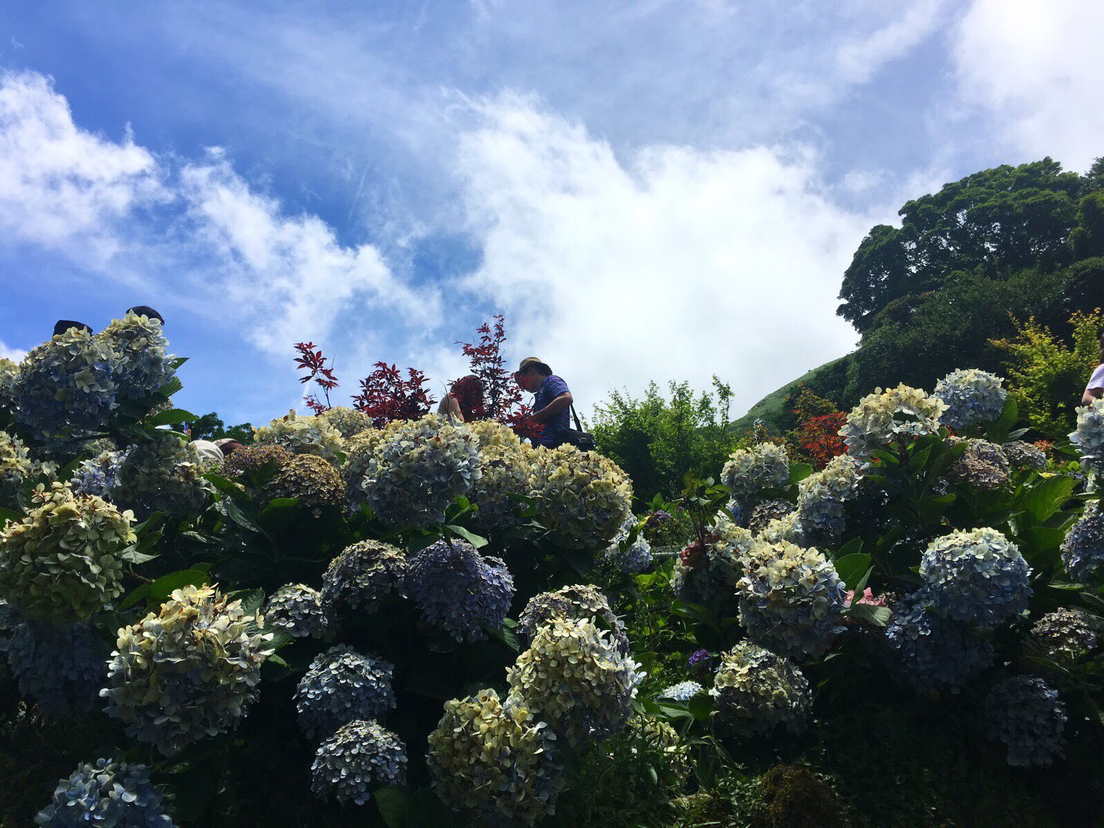 yang ming shan, hydrangea farm, zhuzihu, new Taipei, Taiwan