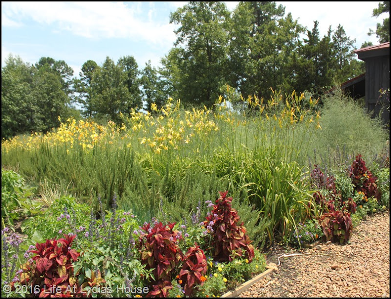 vegetable garden 5