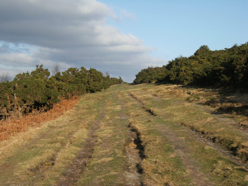 1101280061 Fire break on Ashdown Forest