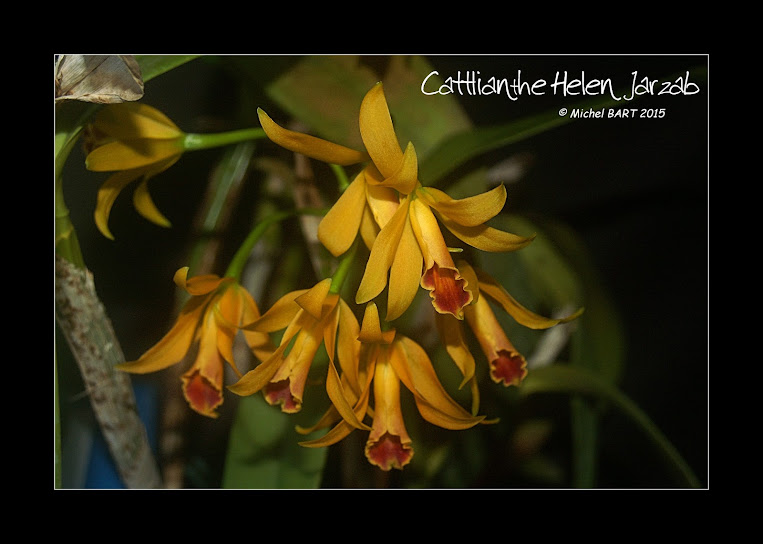 Cattlianthe Helen Jarzab Cattlianthe_HelenJarzab